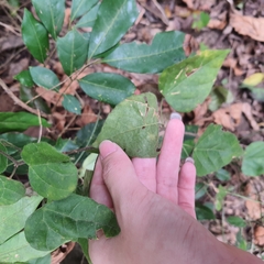 Mallotus repandus