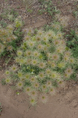 Pulsatilla turczaninovii