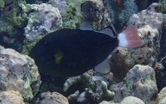 Melichthys vidua