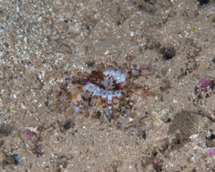Isarachnanthus bandanensis