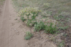 Pulsatilla turczaninovii