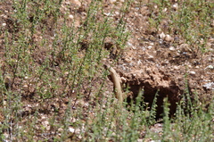 Pseudonaja aspidorhyncha