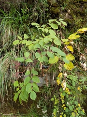 Aralia cordata