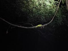 Calotes grandisquamis