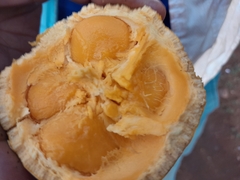 Strychnos spinosa spinosa