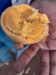 Strychnos spinosa spinosa