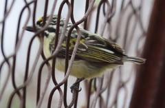 Pogoniulus chrysoconus
