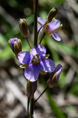 Heliophila linearis linearifolia