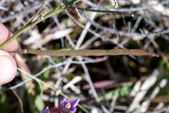 Heliophila linearis linearifolia