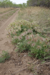 Pulsatilla turczaninovii