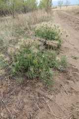 Pulsatilla turczaninovii