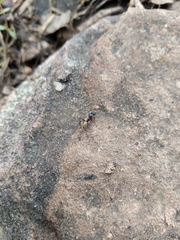 Camponotus suffusus