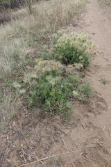Pulsatilla turczaninovii