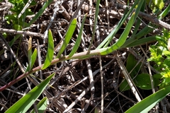 Heliophila linearis linearifolia
