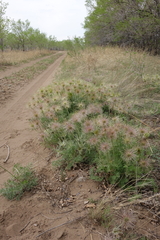 Pulsatilla turczaninovii