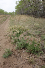 Pulsatilla turczaninovii