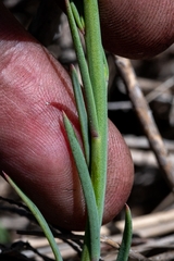 Heliophila linearis linearifolia