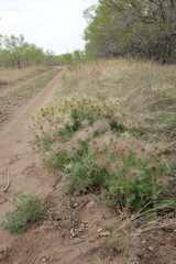 Pulsatilla turczaninovii
