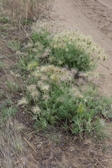 Pulsatilla turczaninovii