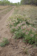 Pulsatilla turczaninovii