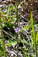 Heliophila linearis linearifolia