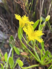Villarsia capensis