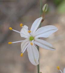 Chlorophytum crispum