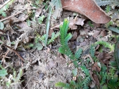 Selaginella repanda