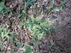 Selaginella repanda