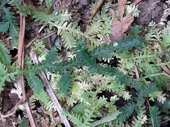 Selaginella repanda