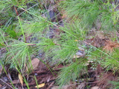 Baloskion tetraphyllum