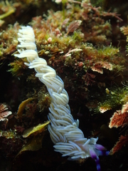 Pteraeolidia ianthina