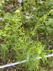 Lepidium