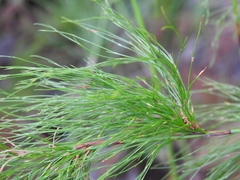 Baloskion tetraphyllum