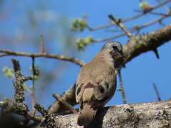 Turtur chalcospilos