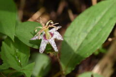 Tricyrtis affinis