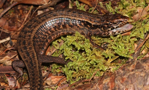 Morelet's Alligator Lizard