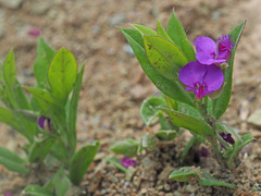 Polygala amatymbica
