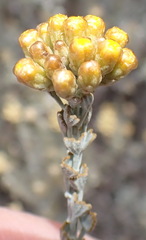 Helichrysum excisum