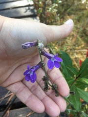 Lobelia reverchonii