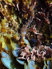 Pteraeolidia ianthina
