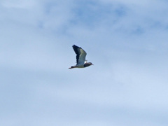 Vanellus coronatus
