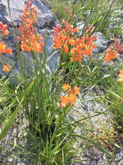 Pillansia templemannii