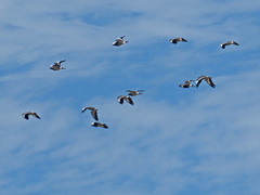 Vanellus coronatus
