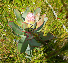 Protea eximia