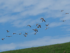 Vanellus coronatus