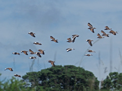 Vanellus coronatus