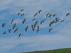 Vanellus coronatus