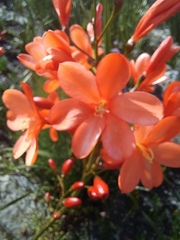 Pillansia templemannii