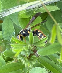 Polistes chinensis